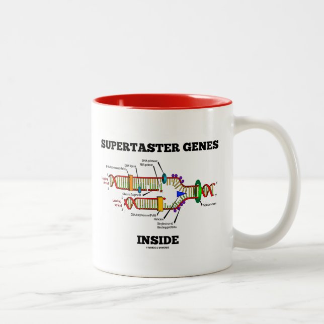 Caneca De Café Em Dois Tons Dentro de Genes Supertaster (Replicação de DNA) (Direita)