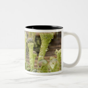 Caneca De Café Em Dois Tons Detalhe de gotas de chuva em líquen. Crédito como: