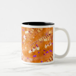 Caneca De Café Em Dois Tons Diabrete tóxico do fogo (varium de Asthenosoma)