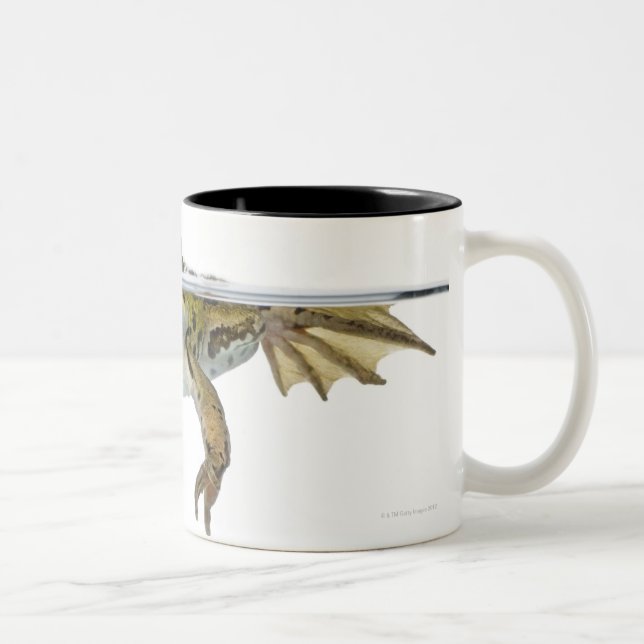 Caneca De Café Em Dois Tons Disparado de um sapo comestível que aplaina na (Direita)