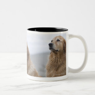 Caneca De Café Em Dois Tons Diversos retrievers dourados que sentam-se na
