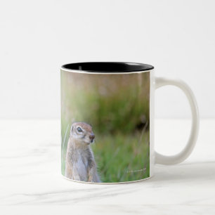 Caneca De Café Em Dois Tons Dois esquilos à terra alertas, distrito de