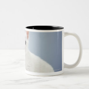 Caneca De Café Em Dois Tons Dois gatinhos brancos muito novos olham fixamente