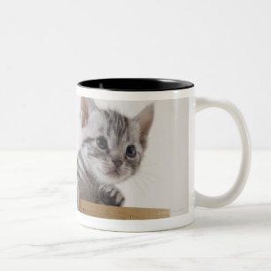 Caneca De Café Em Dois Tons Dois gatinhos de Shorthair do americano