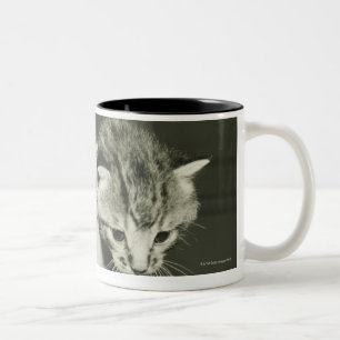 Caneca De Café Em Dois Tons Dois gatinhos que escondem no vaso, (B&W)
