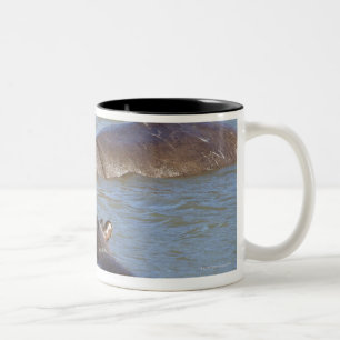 Caneca De Café Em Dois Tons Dois hipopótamos em um rio, parque nacional de