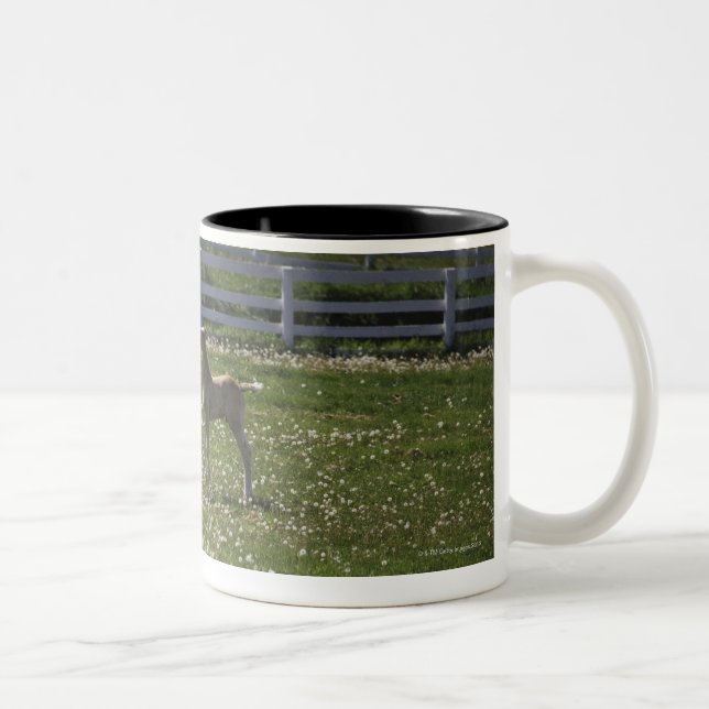 Caneca De Café Em Dois Tons Dois potros no campo (Direita)