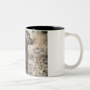 Caneca De Café Em Dois Tons Dois retrievers de Labrador pretos