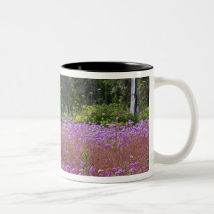 Caneca De Café Em Dois Tons Drummond Phlox, Phlox drummondi, Hilton Head