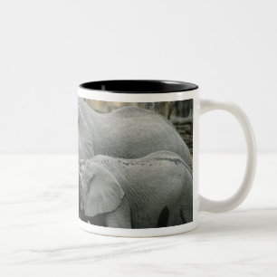 Caneca De Café Em Dois Tons Elefante-africano, (Loxodonta africana), bebendo