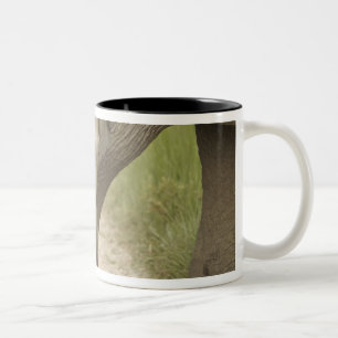 Caneca De Café Em Dois Tons Elefante indiano / asiático e filhote, Corbett 2