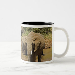Caneca De Café Em Dois Tons Elefantes Africanos, Loxodonta Africana, Samburu