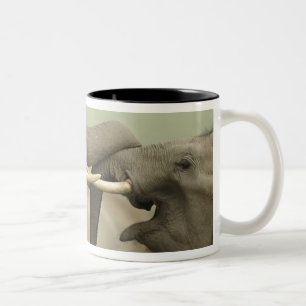 Caneca De Café Em Dois Tons Elefantes asiáticos indianos jogam lutando