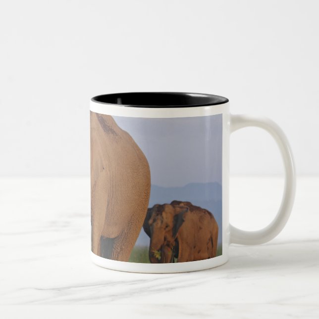 Caneca De Café Em Dois Tons Elefantes Indianos na Grassland (Direita)