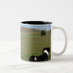 Caneca De Café Em Dois Tons Embora as vacas e os cães sejam de diferente