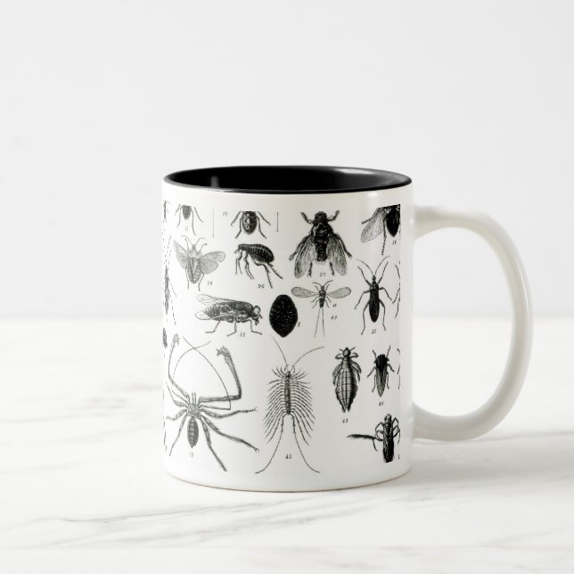 Caneca De Café Em Dois Tons Entomologia, Myriapoda e aracnídeos (Direita)