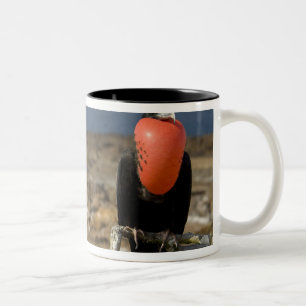 Caneca De Café Em Dois Tons Equador, Galapagos, Ilha Genovesa. Príncipe