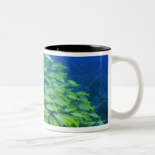 Caneca De Café Em Dois Tons Escola de carangas bluelined natação