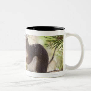 Caneca De Café Em Dois Tons Esquilo que come um cone 2 do pinho