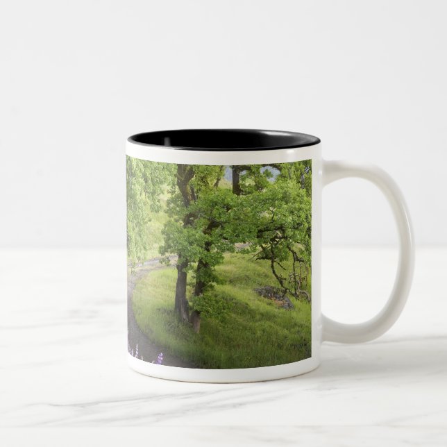 Caneca De Café Em Dois Tons EUA, Califórnia, Parque Nacional Redwood. Sujeira (Direita)