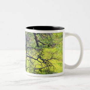 Caneca De Café Em Dois Tons EUA, Califórnia, San Diego. Uma floresta de carval