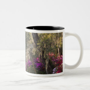 Caneca De Café Em Dois Tons EUA, Carolina do Sul, Charleston. Árvores de Cipre
