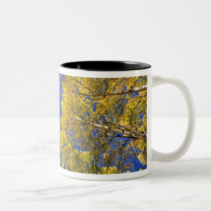 Caneca De Café Em Dois Tons EUA, Colorado, área de Aspen. Floresta de Aspen no
