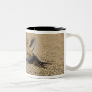 Caneca De Café Em Dois Tons EUA, Colorado, Breckenridge. Alerta raposa vermelh