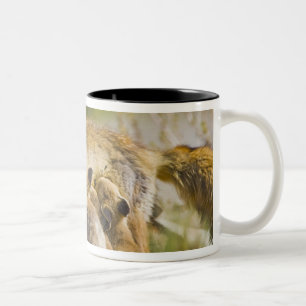Caneca De Café Em Dois Tons EUA, Colorado, Breckenridge. Mãe de raposa vermelh