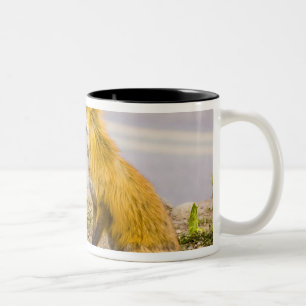 Caneca De Café Em Dois Tons EUA, Colorado, Breckenridge. Mãe de raposa vermelh