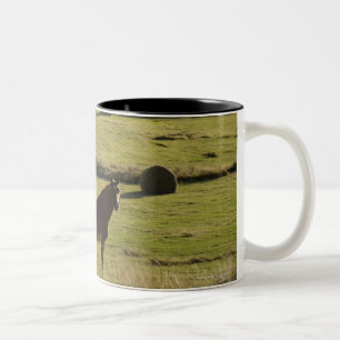 Caneca De Café Em Dois Tons EUA, Colorado, Steamboat Springs, rolos do feno e
