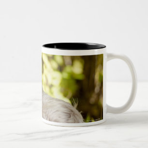 Caneca De Café Em Dois Tons EUA, Colorado, yorkshire terrier que encontra-se