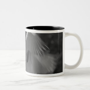 Caneca De Café Em Dois Tons EUA, Flórida, Garça-branca-grande (Ardea alba) inf