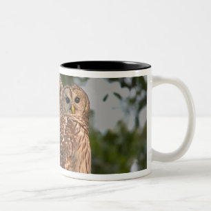 Caneca De Café Em Dois Tons EUA, Flórida, Viera Wetlands. Três listrados
