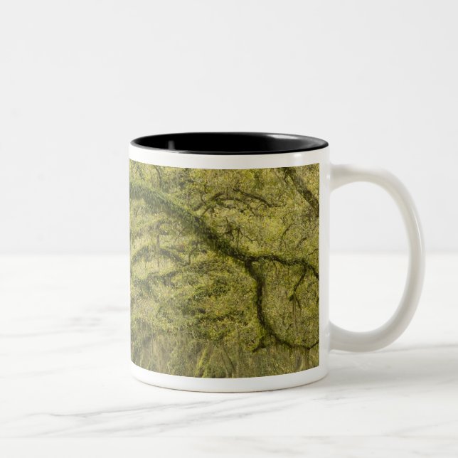 Caneca De Café Em Dois Tons EUA; Geórgia; Savannah. Carvalhos com (Direita)