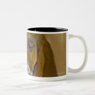 Caneca De Café Em Dois Tons EUA, Illinois, Washington, retrato do Bassett 2