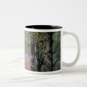 Caneca De Café Em Dois Tons EUA, Kentucky, Louisville. Redbud Oriental