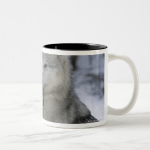 Caneca De Café Em Dois Tons EUA, Montana, lobos que jogam na neve