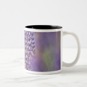 Caneca De Café Em Dois Tons EUA, nordeste de Minnesota, perto de Silver Bay,