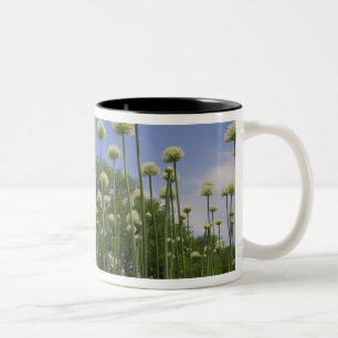 Caneca De Café Em Dois Tons EUA, Nova Inglaterra, Massachusetts, Boston, 3