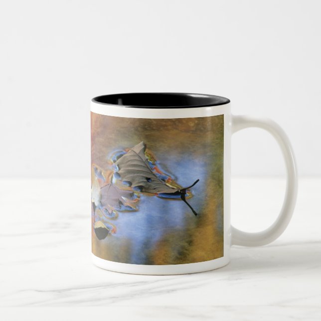 Caneca De Café Em Dois Tons EUA, Nova York, Adirondacks, Folhas Caídas em (Direita)