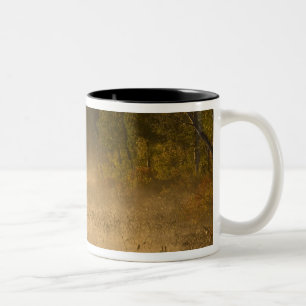 Caneca De Café Em Dois Tons EUA, Nova York, Parque Adirondack. Névoa do nascer