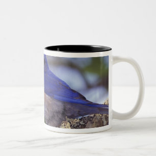 Caneca De Café Em Dois Tons EUA, Oregon. Macho de Azulinho-ocidental
