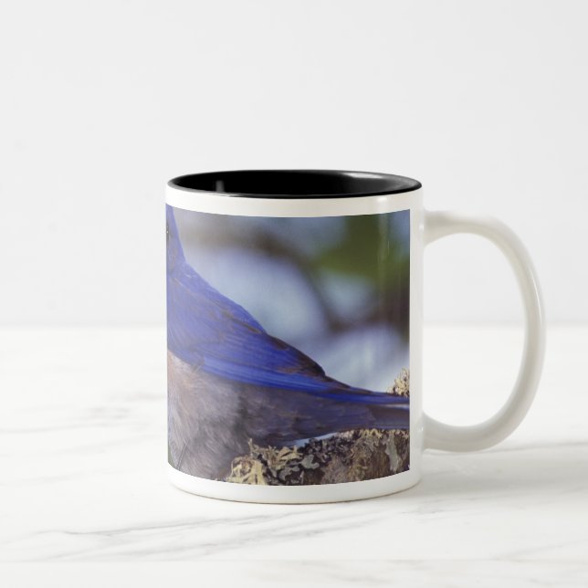 Caneca De Café Em Dois Tons EUA, Oregon. Macho de Azulinho-ocidental (Direita)