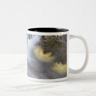 Caneca De Café Em Dois Tons EUA, Oregon, Sweet Creek. Folhas de bordo caídas