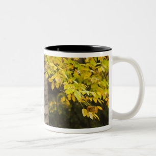 Caneca De Café Em Dois Tons EUA, Tennessee, Gatlinburg. Grandes Smoky