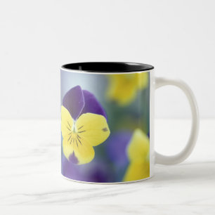 Caneca De Café Em Dois Tons EUA, Utah, Cache Valley Detalhe de um Johnny Jump