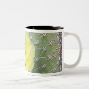 Caneca De Café Em Dois Tons EUA, Utah, Canyonlands, NP, Pera Espinhosa do Dese