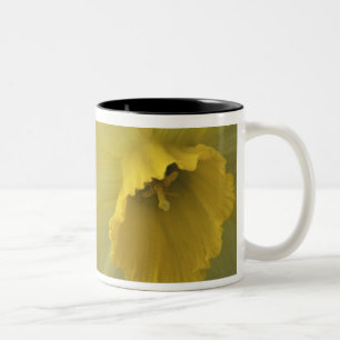 Caneca De Café Em Dois Tons EUA, Utah, Narcisos do Vale de Cache