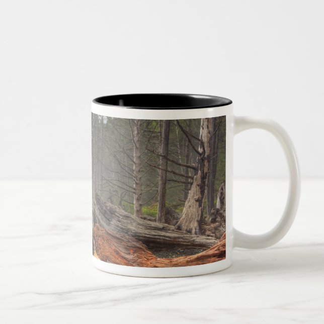 Caneca De Café Em Dois Tons EUA, Washington, Parque Nacional Olimpiadas, Rialt (Direita)